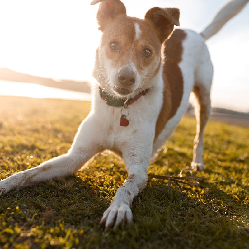 jack russell dog playing