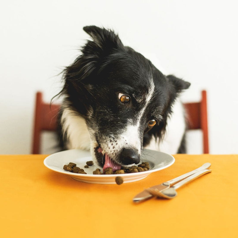 dog eating kibble from a plate