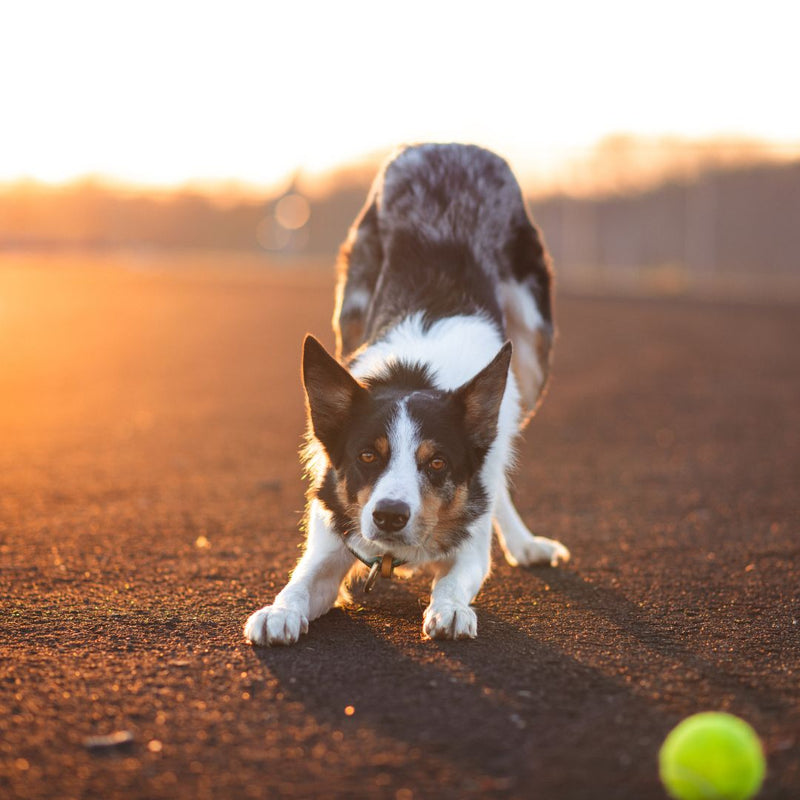 working dog with arthritis