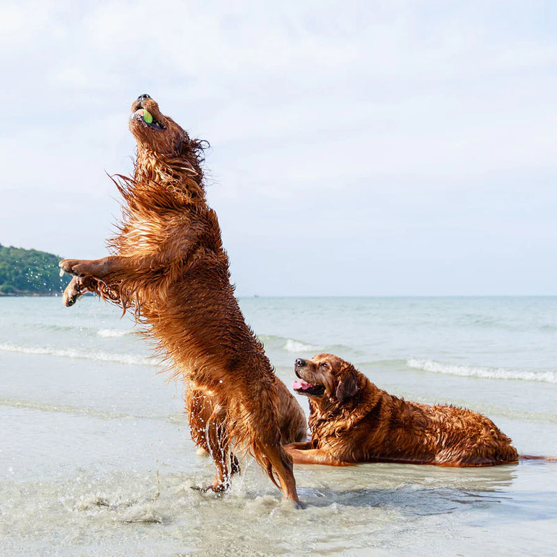 How to Keep Your Dog in Good and Healthy Condition