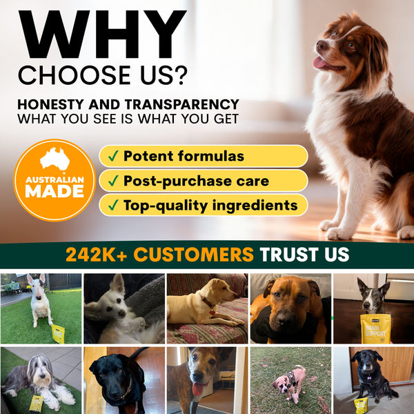 Promotional image for a pet product brand with a dog and text about honesty, transparency, and customer trust.