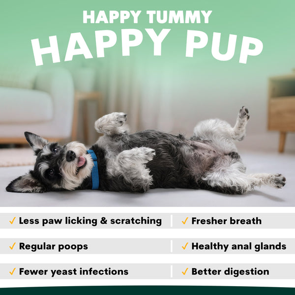 what does a probiotic for dogs do?