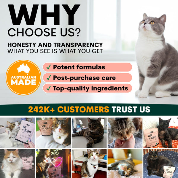 Promotional graphic for a pet product brand with a cat and text about honesty, transparency, and customer trust.