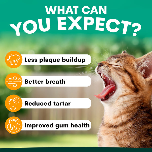 Promotional graphic for pet dental care featuring a close-up of a yawn-ing tabby cat on the right and text on the left listing benefits: less plaque buildup, better breath, reduced tartar, and improved gum health. Large headline at the top reads 'WHAT CAN YOU EXPECT?' on a green gradient background.