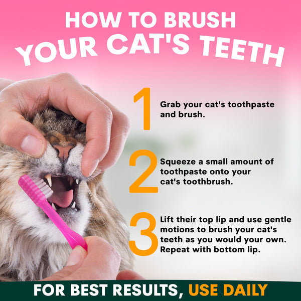 Instructions on how to brush a cat's teeth with a visual of a hand brushing a cat's teeth.