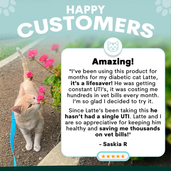 Cat standing on a path with flowers, featuring a testimonial about a product for a diabetic cat.