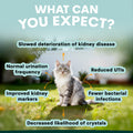 Cat sitting on grass with health benefits text overlay
