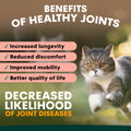 how to get healthy cat joints