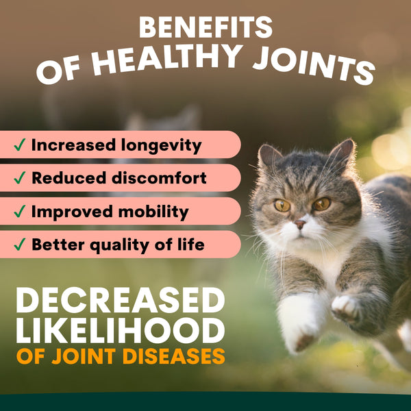 how to get healthy cat joints