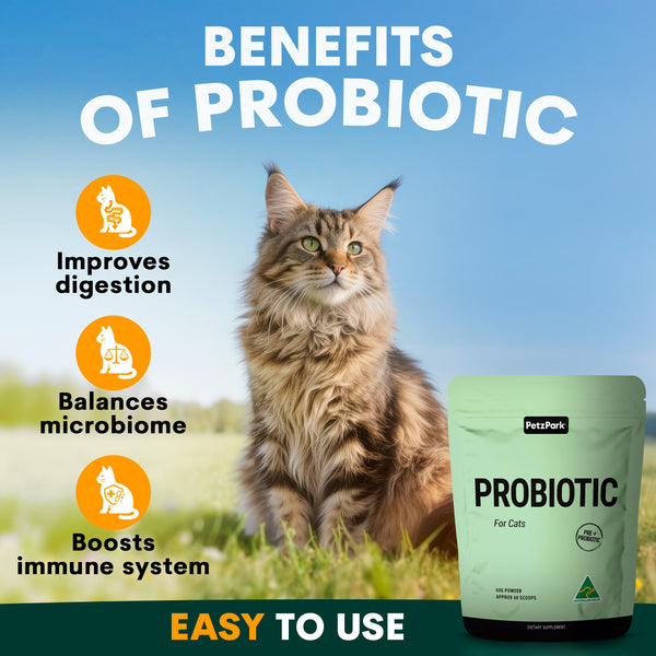 Cat sitting outdoors with a probiotic supplement package, highlighting benefits on a blue sky background. Probiotic for cats benefits