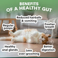 Cat lying on a wooden floor with text about the benefits of a healthy gut. Benefits of a healthy gut in cats