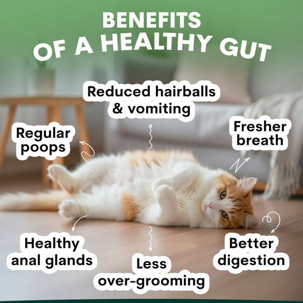 Cat lying on a wooden floor with text about the benefits of a healthy gut. Benefits of a healthy gut in cats