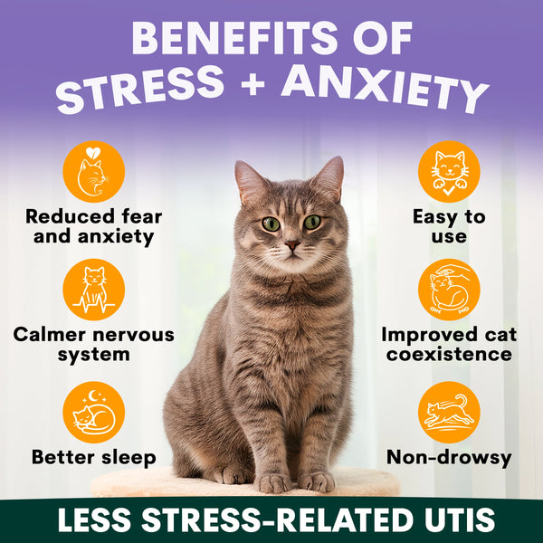 Cat sitting on a white surface with text about stress and anxiety benefits on a purple background. Cat calming supplements benefits