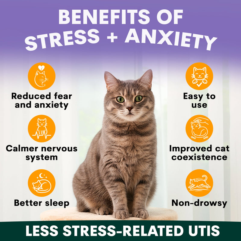Cat sitting on a white surface with text about stress and anxiety benefits on a purple background. Cat calming supplements benefits