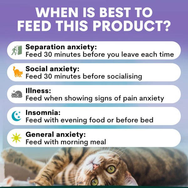 Cat lying down with feeding guidelines for anxiety on a purple background. When to feed a cat a calming supplement