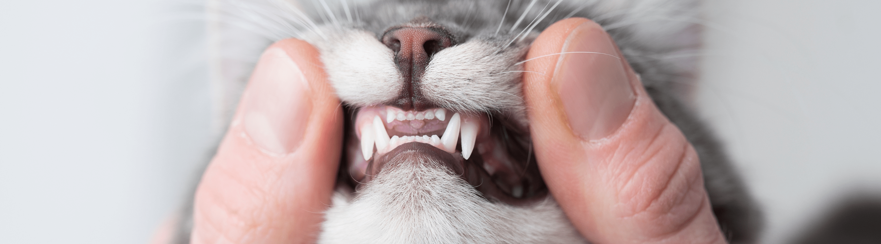 Cat Dental Care