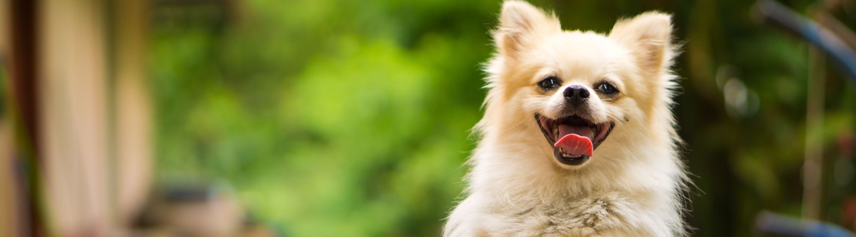 Dog Accessories