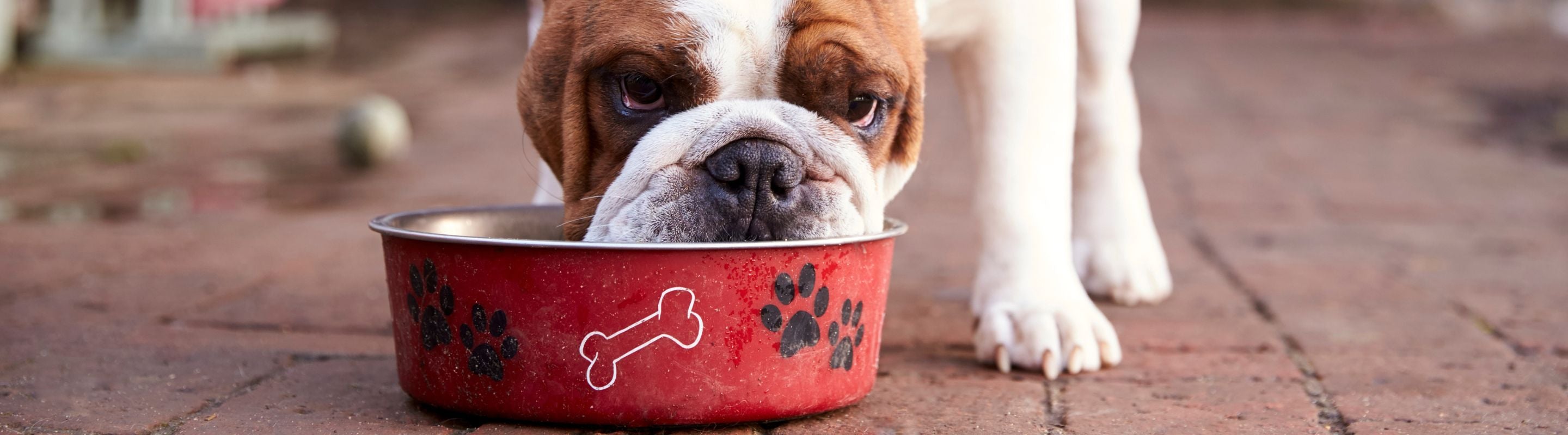 Dog Supplements