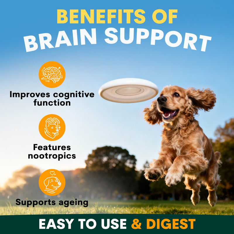 benefits of brain support supplements for dogs