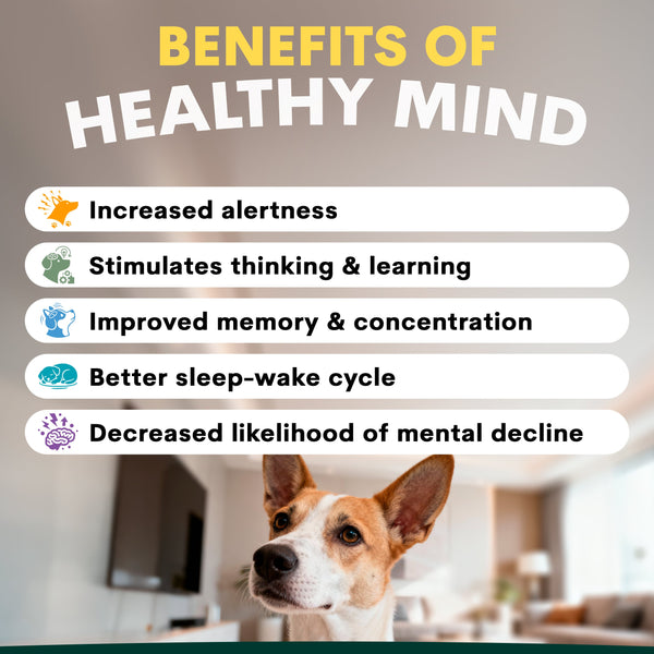 Dog in a home setting with text about the benefits of a healthy mind.