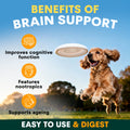 Dog running with a frisbee in an outdoor setting, promoting brain support benefits.