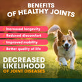 Dog running on grass with text about benefits of healthy joints