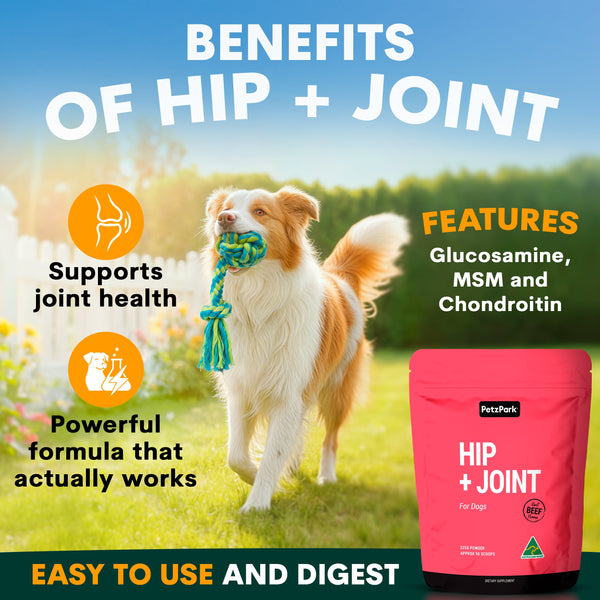 Dog playing with a toy in a field, promoting a hip and joint supplement with text about its benefits.