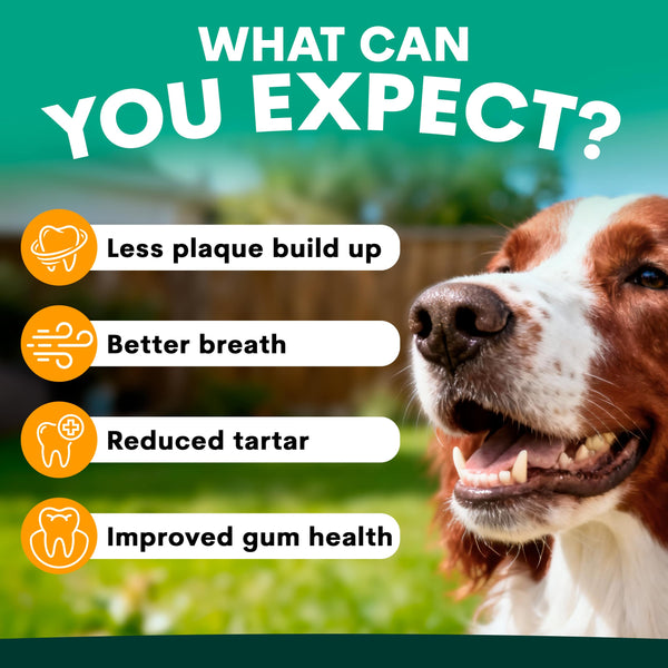 what can you expect from plaque control for dogs?