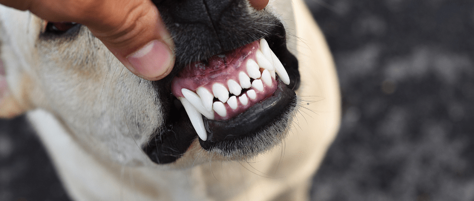 Dog Dental Care