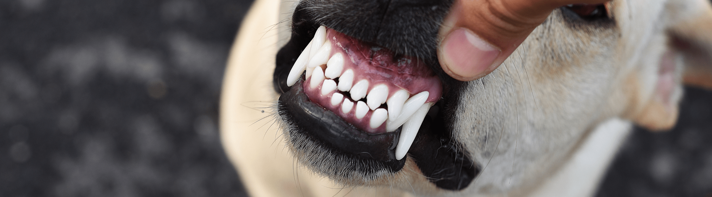 Dog Dental Care
