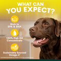 Chocolate labrador with what to expect from Petz Park Fish Oil for Dogs: rich in EPA and DHA, sustainably sourced omega-3