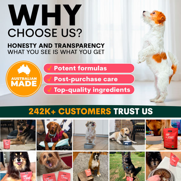Advertisement for a pet product brand highlighting honesty, transparency, potent formulas, post-purchase care, top-quality ingredients, and customer trust.
