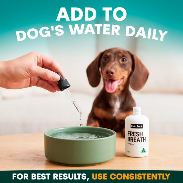 Dog being given a supplement Petz Park Fresh Breath