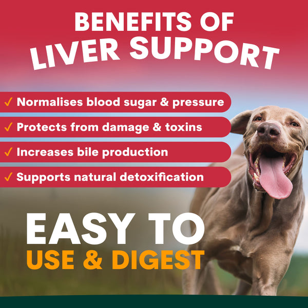 Advertisement for liver support with a dog and listed benefits on a red and green background