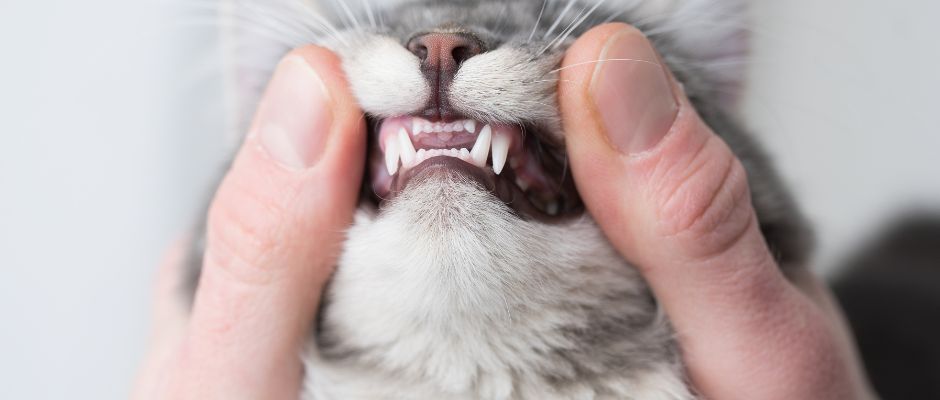 Cat Dental Care