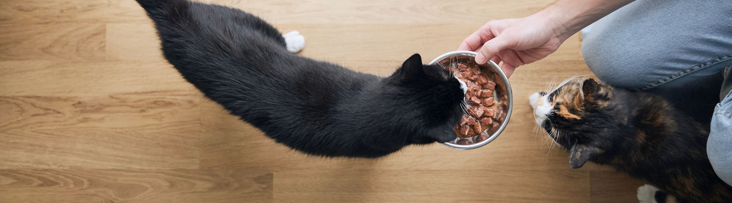 Cat Supplements