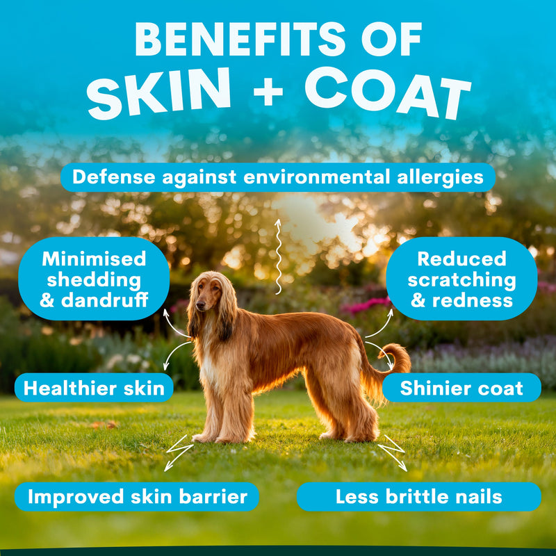 Dog standing in a grassy field with text highlighting the benefits of skin and coat care.