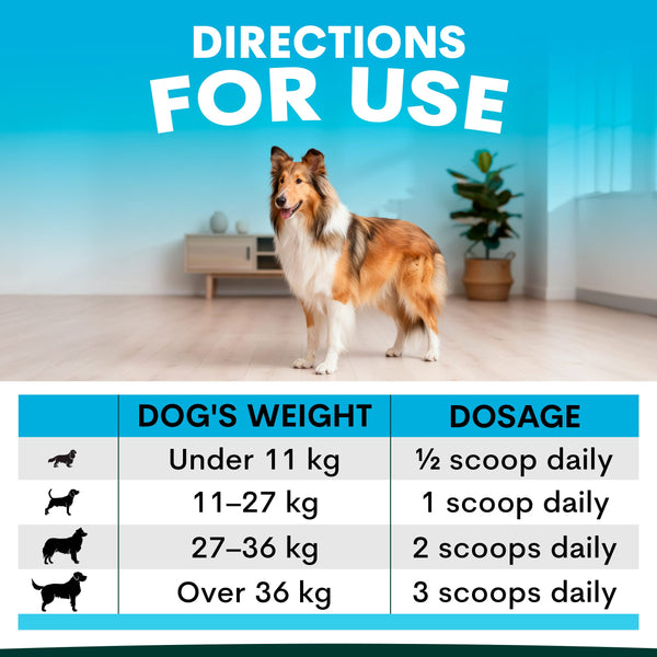 Dog standing in a room with a dosing chart for dogs on a blue background