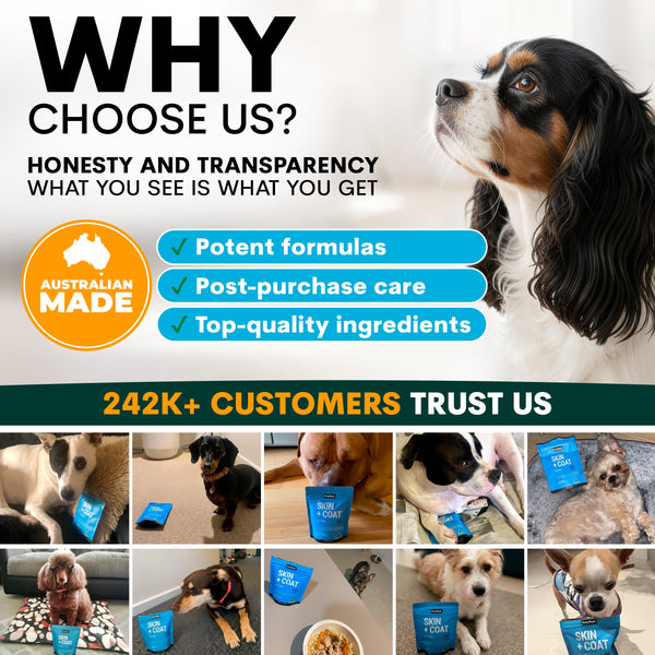 Advertisement for a pet product brand highlighting honesty, transparency, potent formulas, post-purchase care, top-quality ingredients, and customer trust.