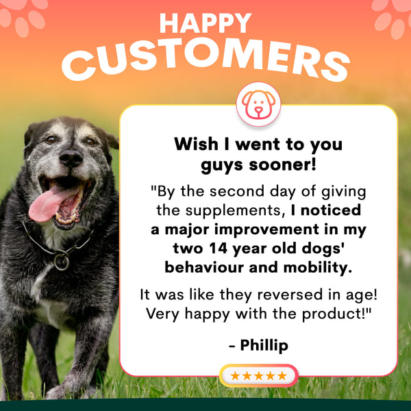 senior care supplements for dogs review