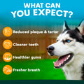 Dog with dental health benefits text on a blue and green background