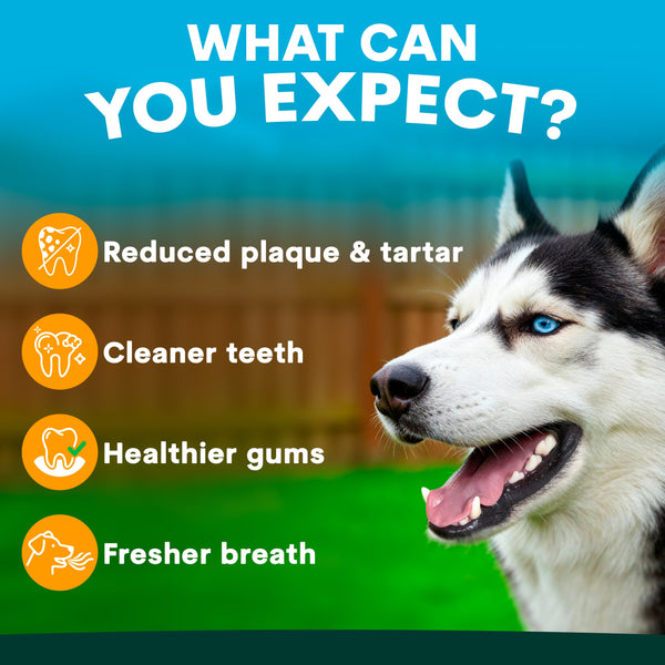 Dog with dental health benefits text on a blue and green background