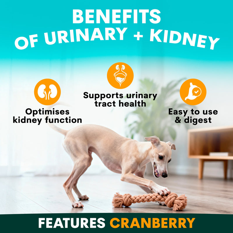 Dog playing with a rope toy on a wooden floor, with text about urinary and kidney benefits.